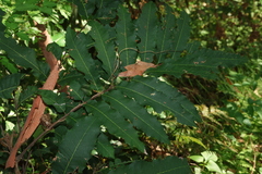 Cupaniopsis newmanii, photograph (c) Greg Tasney, some rights reserved (CC BY-SA)