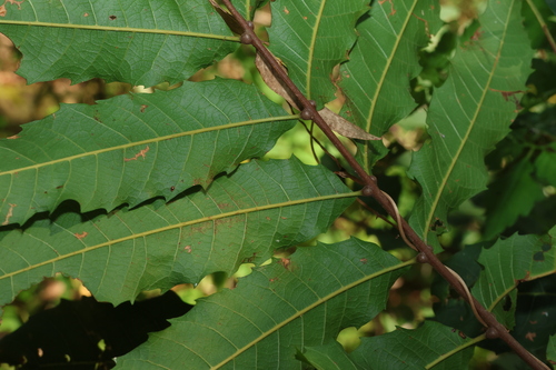 Cupaniopsis newmanii, photograph 6