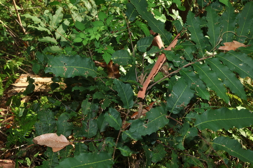 Cupaniopsis newmanii, photograph 3