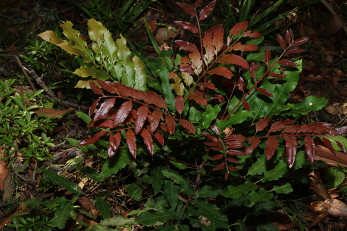 Cupaniopsis newmanii, photograph 2