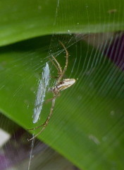 Argiope tapinolobata