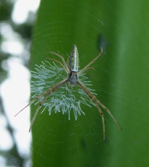 Argiope tapinolobata