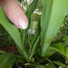 Argiope tapinolobata