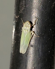 Syncharina punctatissima