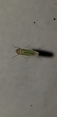 Syncharina punctatissima