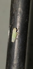 Syncharina punctatissima
