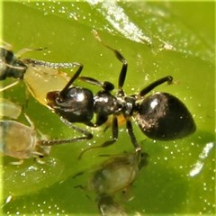 Technomyrmex difficilis