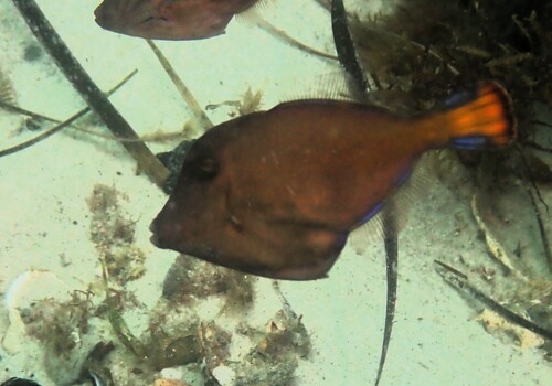 Largescale leatherjacket (Cantheschenia grandisquamis) — Monacanthidae — 4