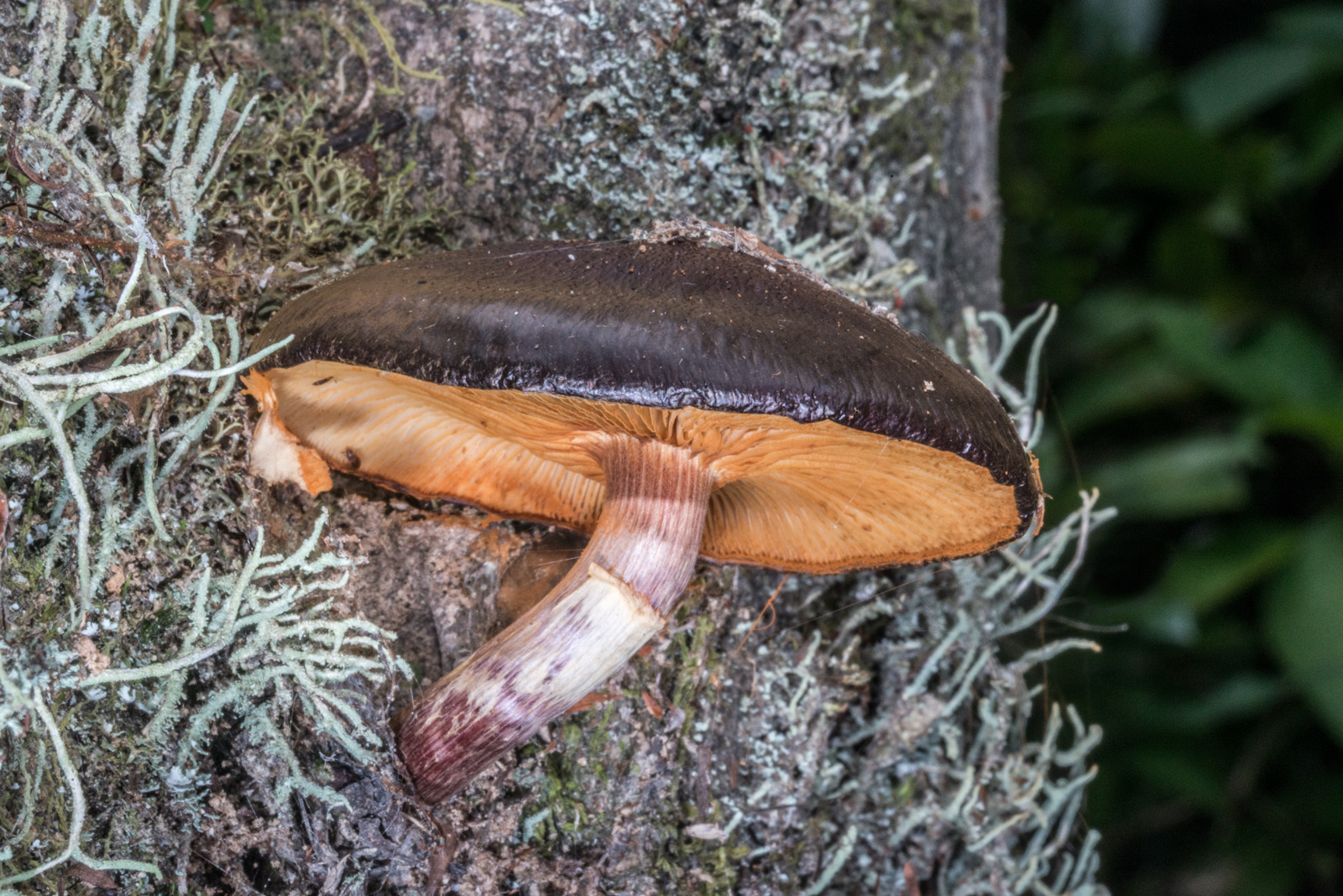 Gymnopilus purpuratus image