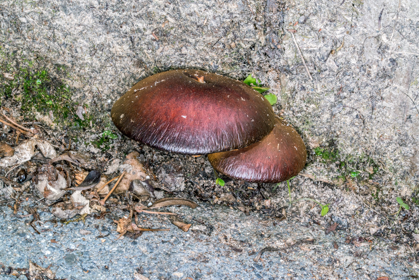 Gymnopilus purpuratus image