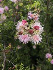 Mimosa aculeaticarpa, photograph (c) Norma Piedra, some rights reserved (CC BY)