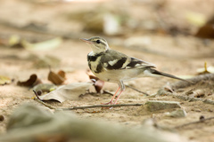 Dendronanthus indicus