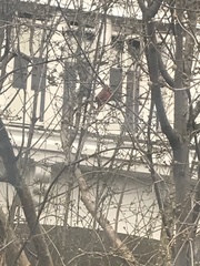 Cardinalis cardinalis