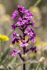 Orchis quadripunctata