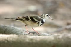 Dendronanthus indicus