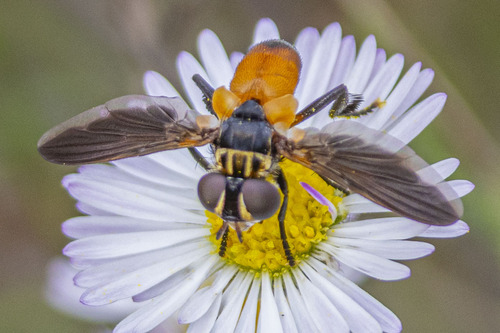 Unknown species found near Canyon Lake, TX, USA