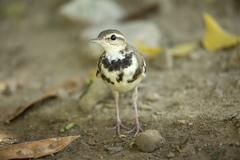 Dendronanthus indicus