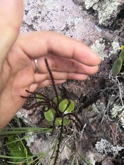 Peperomia bracteata, photograph (c) Norma Piedra, some rights reserved (CC BY)