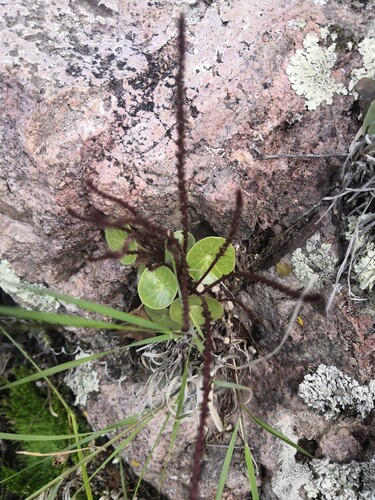 Peperomia bracteata, photograph 3