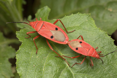 Probergrothius nigricornis