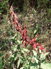 Lobelia tupa