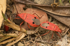 Probergrothius nigricornis
