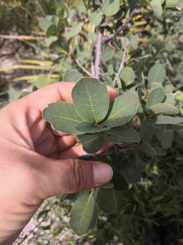 depressed oak (Quercus depressipes)
