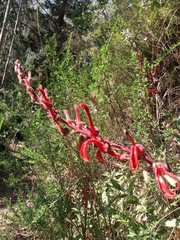 Lobelia tupa