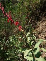 Lobelia tupa
