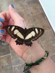 Metamorpha elissa