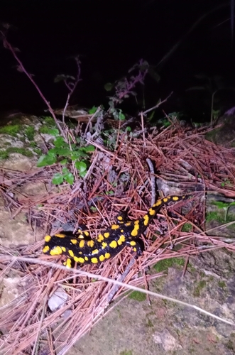 Avistamiento Salamandra común (Sierra Nevada)