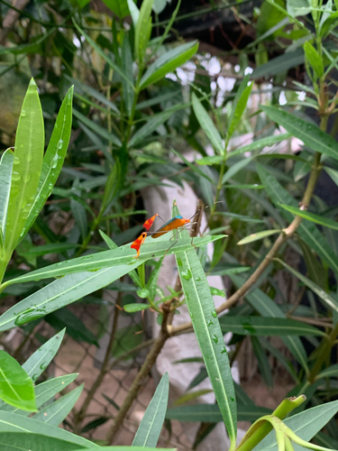Anisoscelis foliaceus