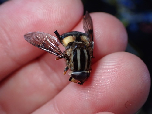 Three-lined Hover Fly photo 3
