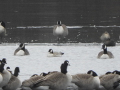 Branta hutchinsii hutchinsii