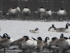 Branta hutchinsii hutchinsii