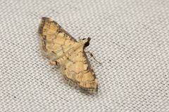Nacoleia