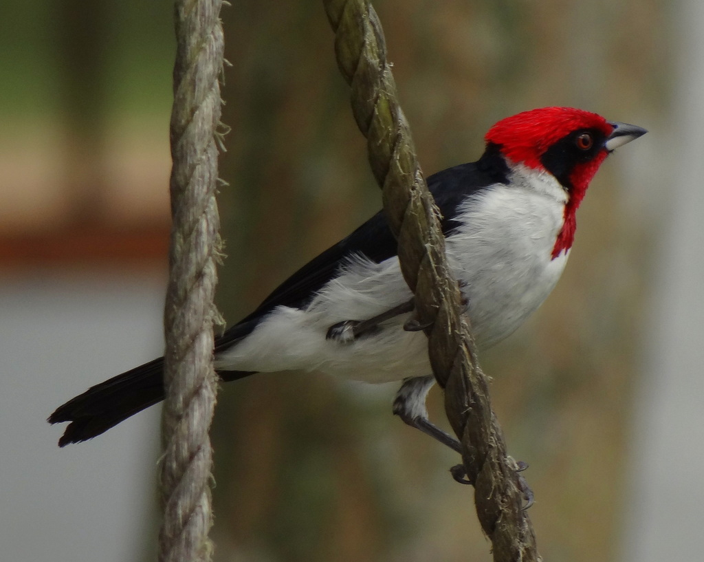 Masked Cardinal (Paroaria nigrogenis) photo