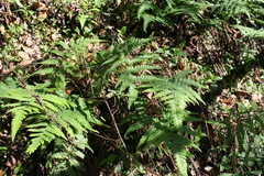 Athyriaceae