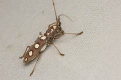 Olenecamptus siamensis