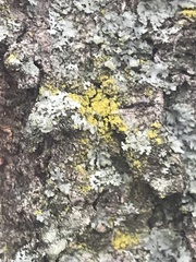 Candelaria concolor
