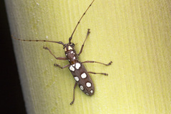 Olenecamptus siamensis