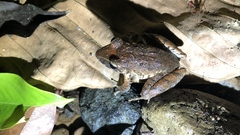 Craugastor fitzingeri