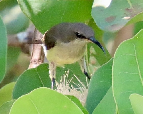 Ludwig's Double-collared Sunbird (Cinnyris ludovicensis), photo 2