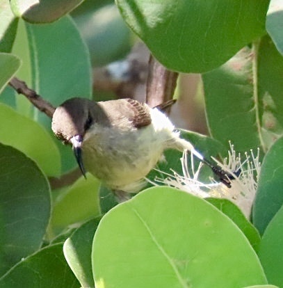 Ludwig's Double-collared Sunbird (Cinnyris ludovicensis), photo 9
