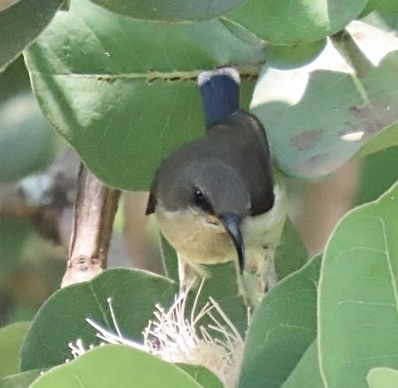 Ludwig's Double-collared Sunbird (Cinnyris ludovicensis), photo 10
