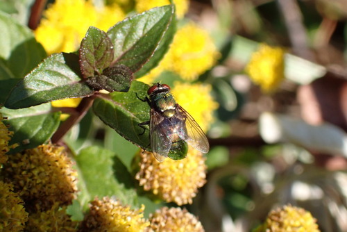 Unknown species found near West Arlington, Arlington, TX, USA