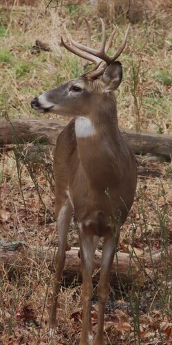 White-tailed Deer
