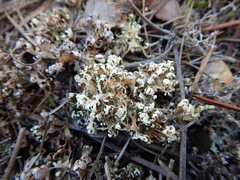Cladonia convoluta