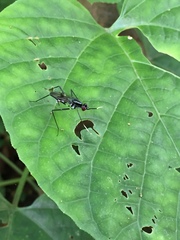 Rainieria
