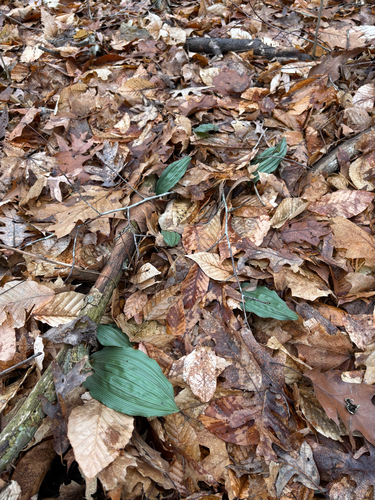 iNaturalist observation photo of putty root